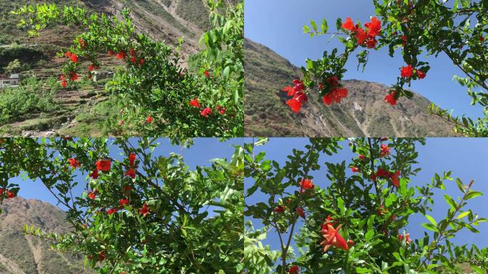 B141 石榴花 石榴树 石榴 石榴树