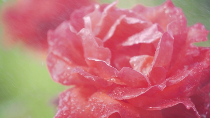 雨天风雨中绽放的花朵美丽坚韧的鲜花