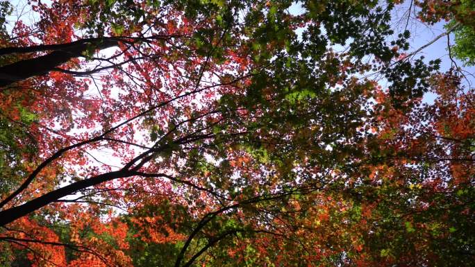 秋季枫树红色枫叶素材