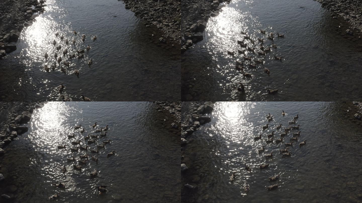 【4K超高清】鸭群在水面游动