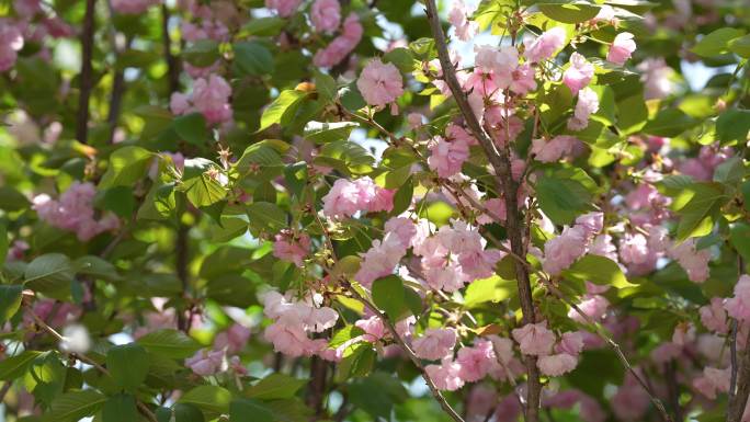 春天的粉色樱花在风中摇曳