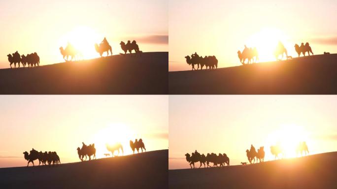 实拍落日下的沙漠骆驼