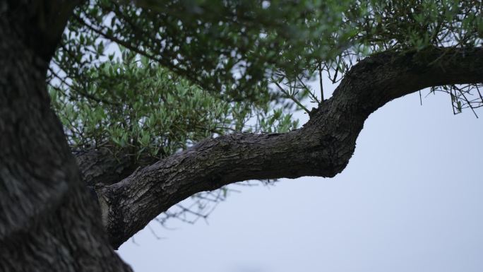 草地坪 绿叶 树公园 溪水湖 松树