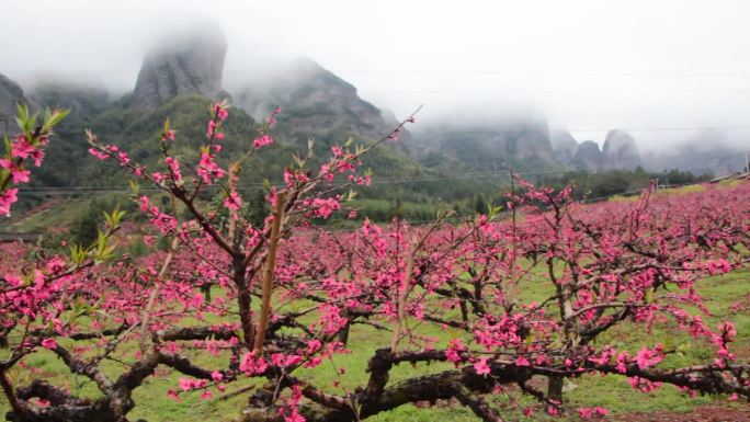 实拍唯美桃花林