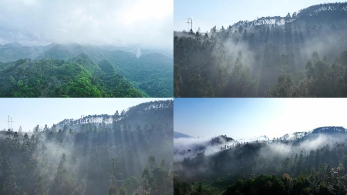 大自然 森林 云雾