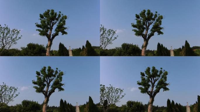 美丽 农乡村 公路树 影子 蓝天 航拍