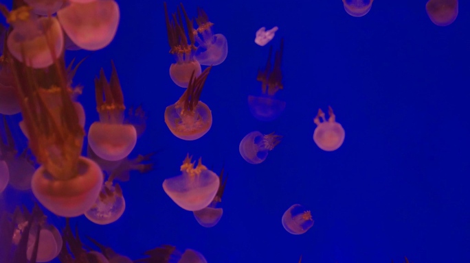 海洋公园水母鱼科普金鱼海底世界60帧动物