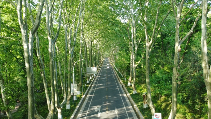 紫金山陵园路梧桐大道