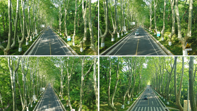 紫金山陵园路梧桐大道