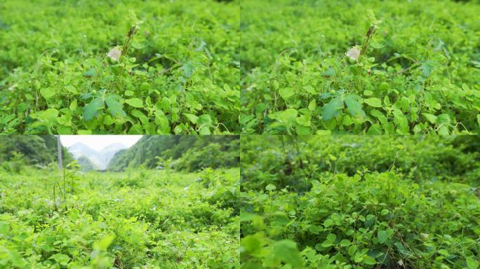 高海拔党参种植地里的党参花