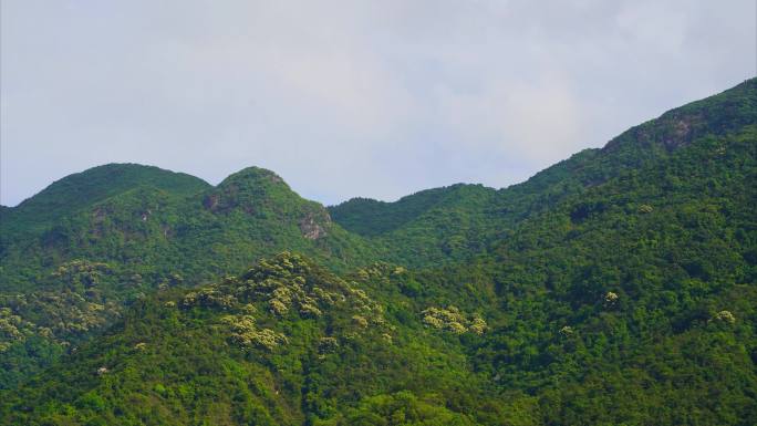 山林树木山花高山延时白云飘动过山头