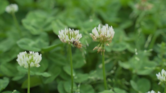 蜜蜂采蜜 小蜜蜂花丛采花蜜