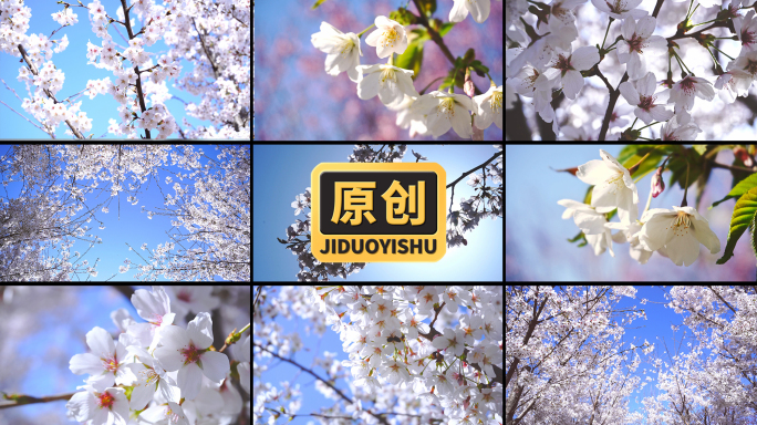 春天樱花绽放