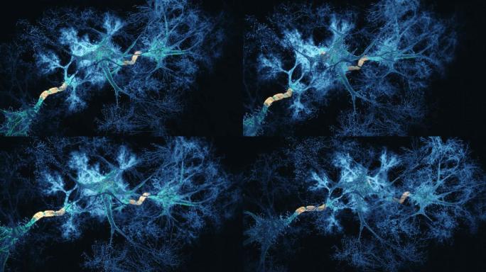 神经元系统全息图神经系统