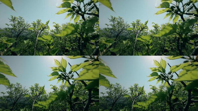 阳光透过桑葚树叶4K