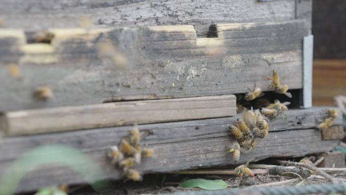 4k实时拍摄蜜蜂在蜂箱口飞舞、活动。养蜂