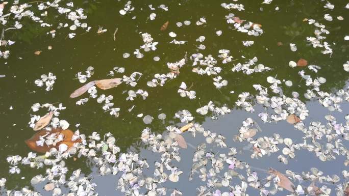 落花流水 飘落的花瓣 流水不腐