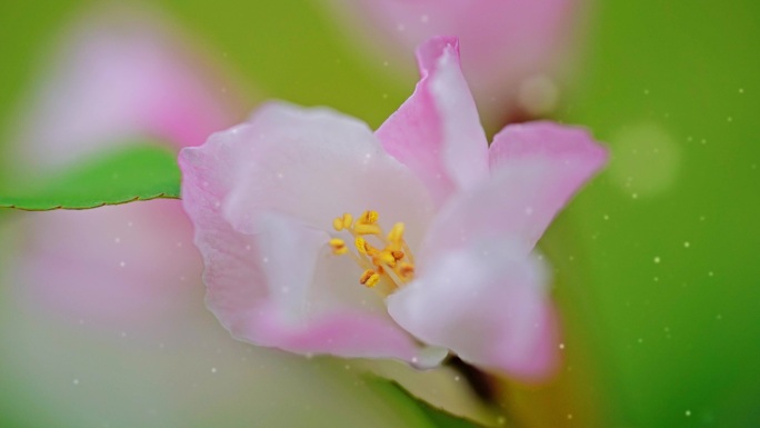 海棠盛花期