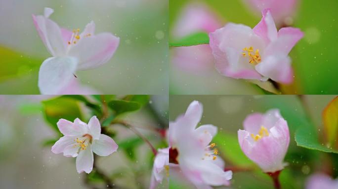 海棠盛花期