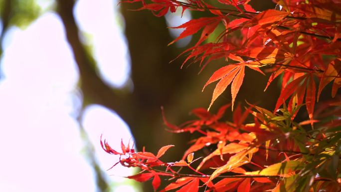 【4K】秋天的红枫
