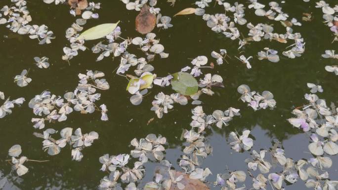 花瓣随水漂流