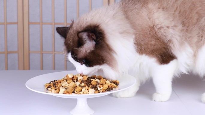 布偶猫吃猫粮视频素材