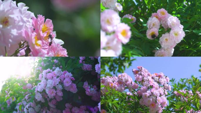 蔷薇花蔷薇节玫瑰花