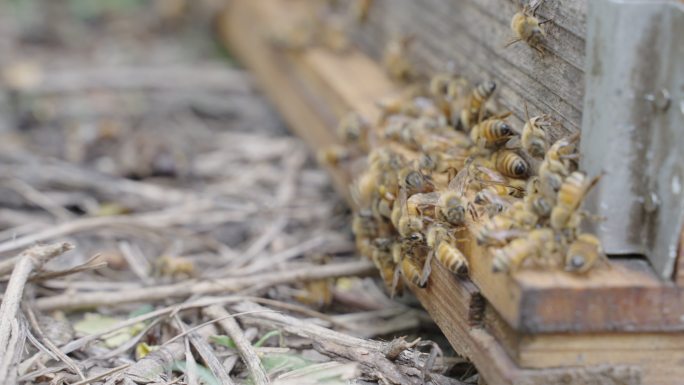 4k实时拍摄蜜蜂在蜂箱口飞舞、活动。养蜂