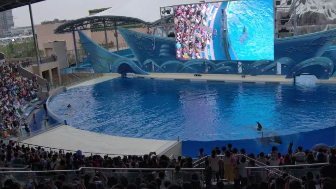 上海海昌海洋公园虎鲸表演拍打水面