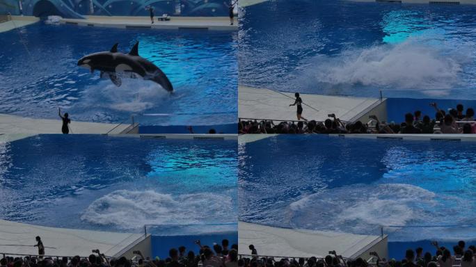 上海海昌海洋公园虎鲸表演