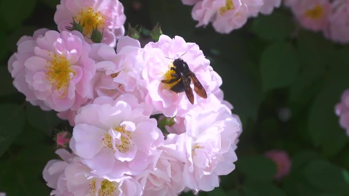 蜜蜂蔷薇春暖花
