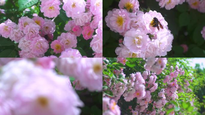 蜜蜂蔷薇春暖花