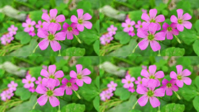 野花鲜花红花酢浆草