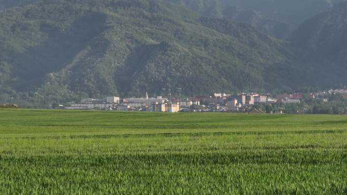 航拍唯美麦田风光田野农田农场农业麦田日落