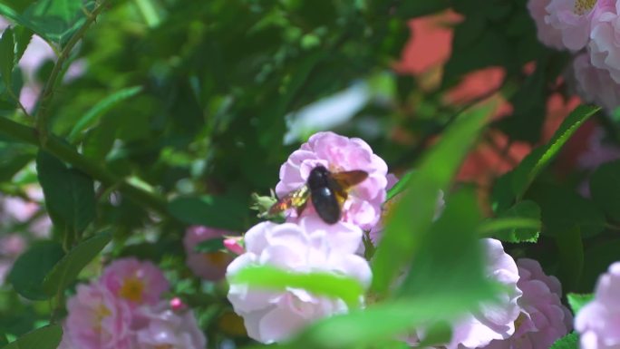 学校蔷薇和蜜蜂