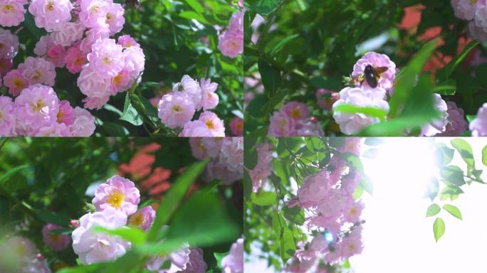学校蔷薇和蜜蜂