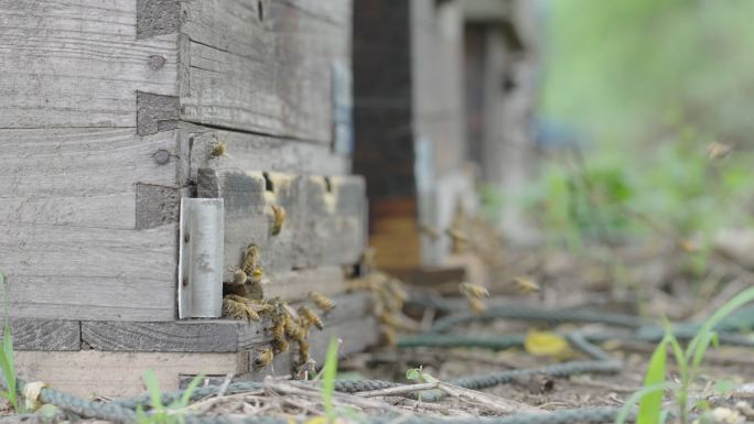 4k实时拍摄蜜蜂在蜂箱口飞舞、活动。养蜂