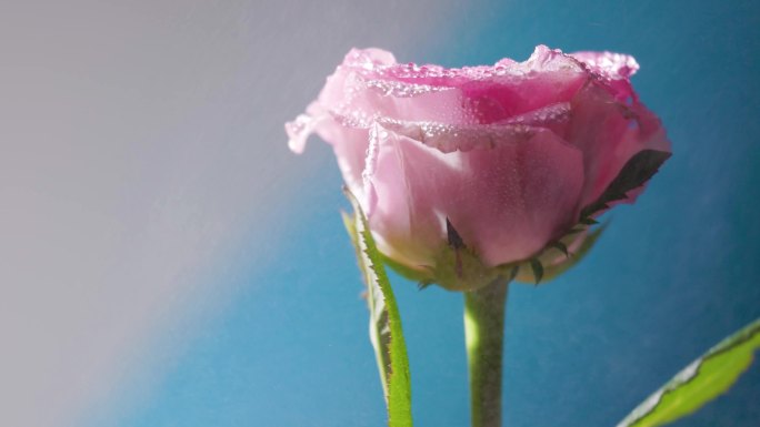 情人节蓝背景下的粉嫩玫瑰