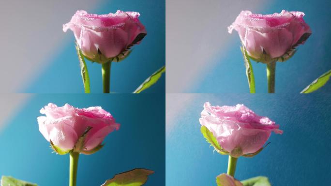 情人节蓝背景下的粉嫩玫瑰