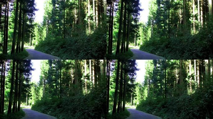 阳光照进绿色松树林小路