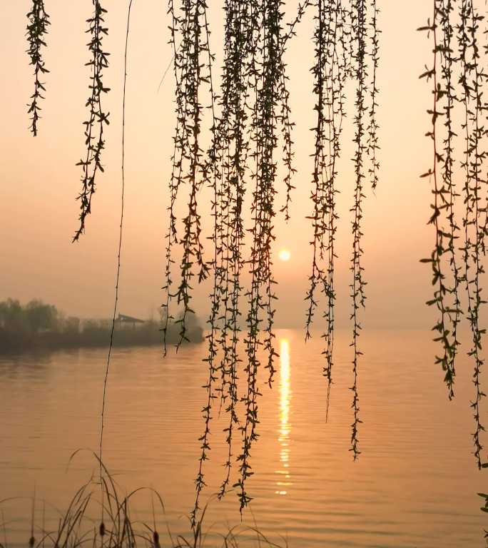 早晨日出湖边垂柳