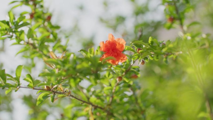 石榴开花