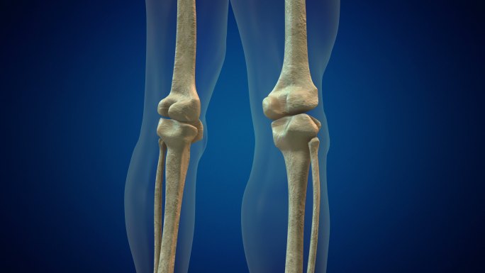 膝关节人体解剖学骨科股骨头坏死腿部