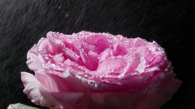 黑色背景下的粉嫩玫瑰