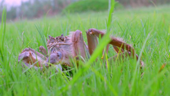 青草地上爬行的大闸蟹