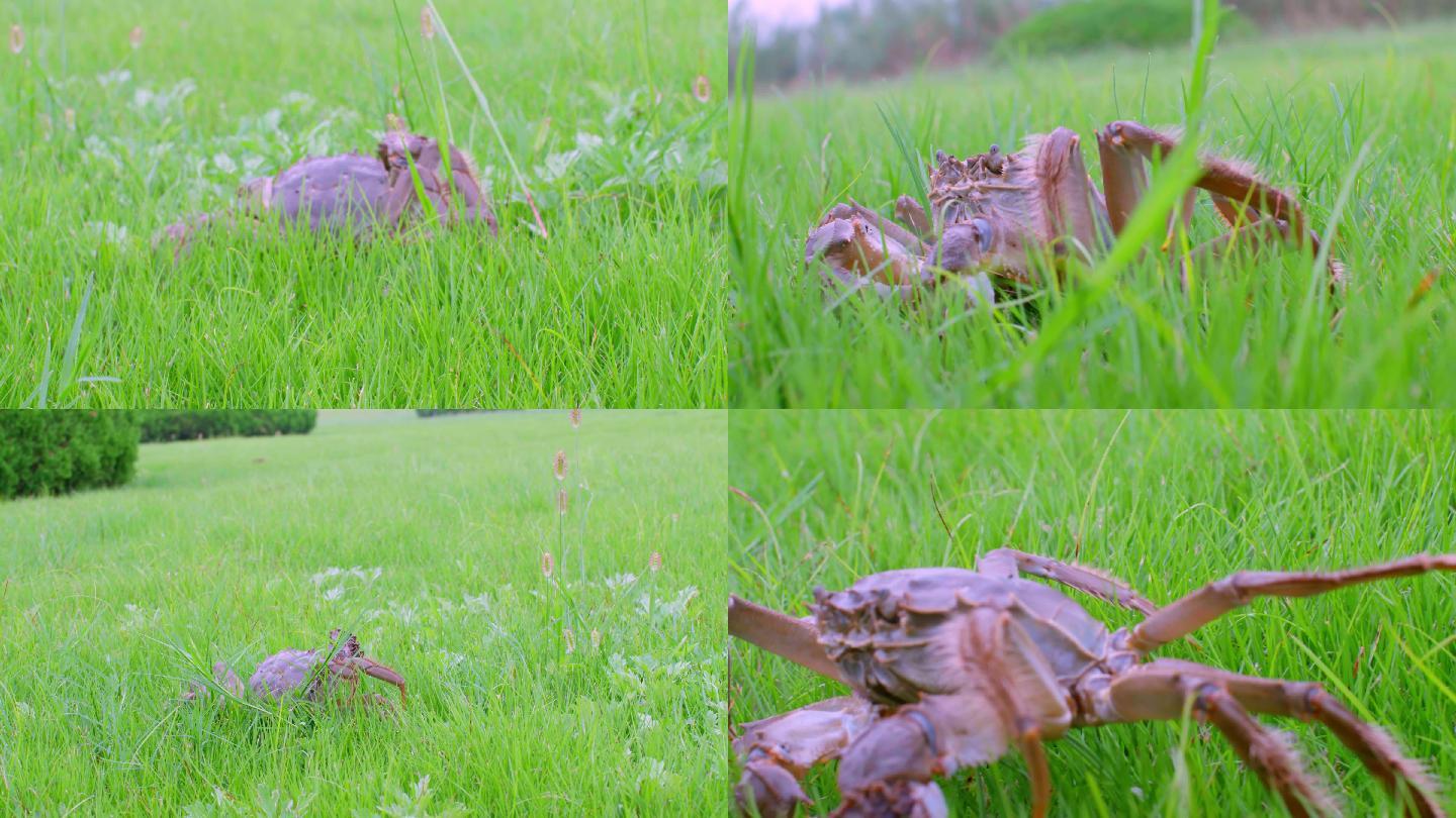青草地上爬行的大闸蟹