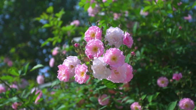 唯美蔷薇花开春天