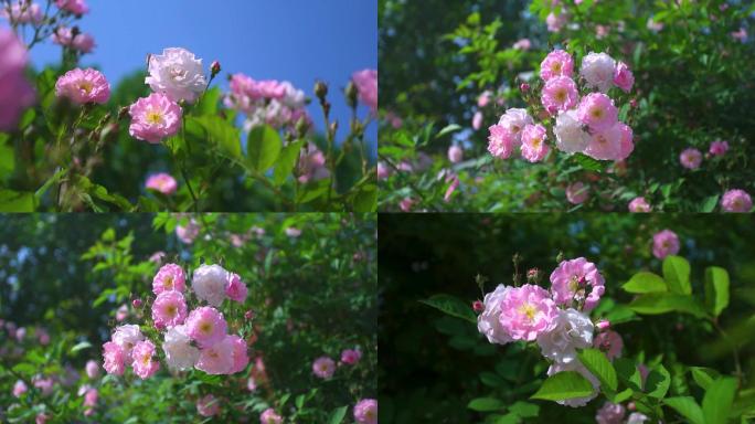 唯美蔷薇花开春天