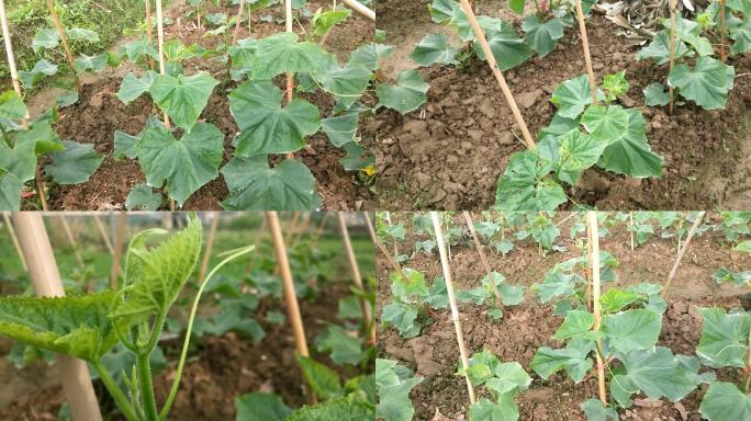 青瓜藤青瓜苗类农家菜农家植物农村农民种菜