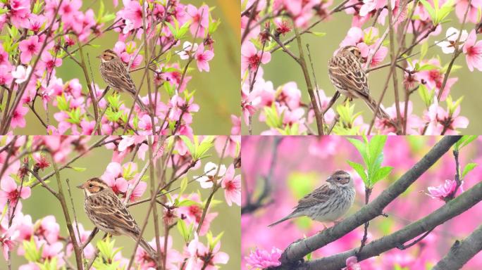 桃花盛开鸟语花香，花丛中的漂亮小鹀鸟